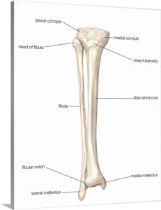 Bones of right leg - anterior view. skeletal system Wall Art, Canvas