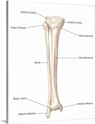 Bones of right leg - anterior view. skeletal system