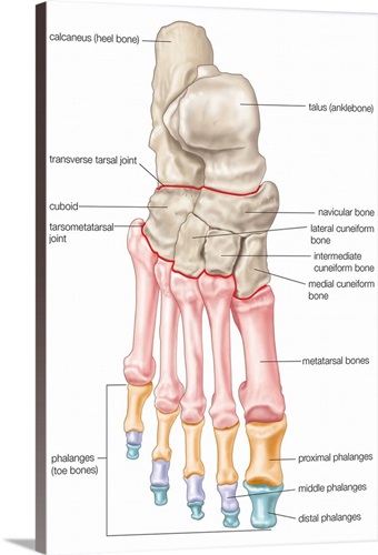 Bones of the foot - dorsal view. skeletal system Wall Art, Canvas ...