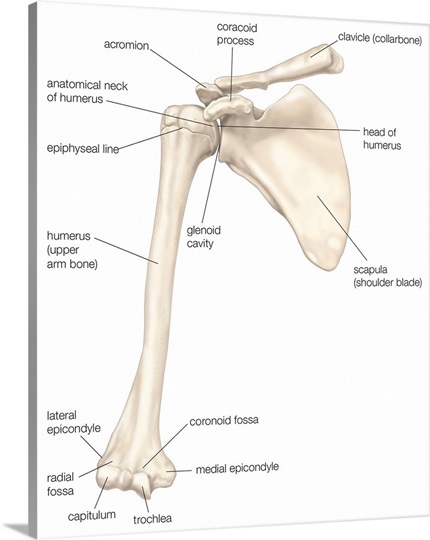 Bones of the shoulder - anterior view. skeletal system Photo Canvas ...