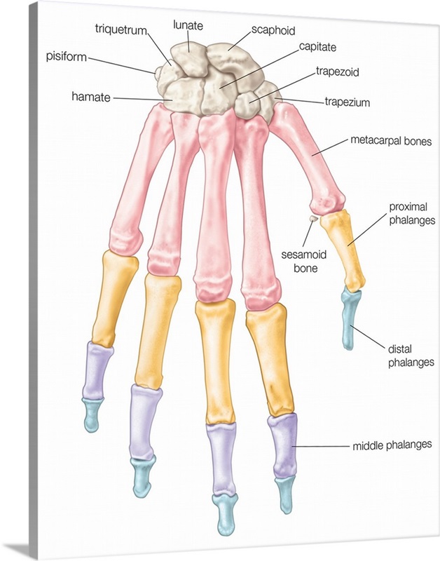 Bones of the wrist and hand - dorsal view. skeletal system Wall Art