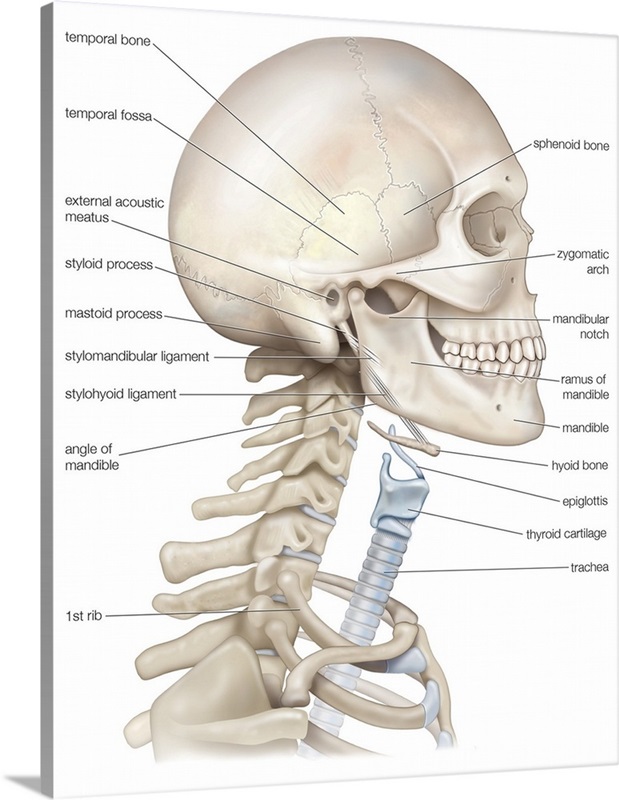 Bony framework of head and neck. skeletal system Wall Art, Canvas ...