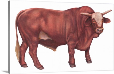 Braford Bull, Beef Cattle