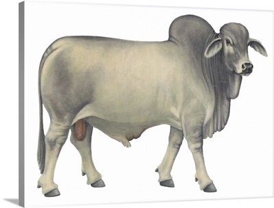 Brahman Bull, Beef Cattle