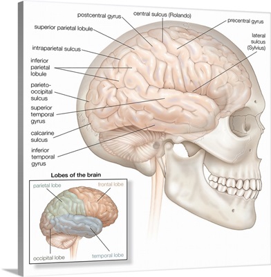 Brain with skull in situ - lateral view. nervous system