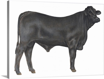 Brangus Bull, Beef Cattle