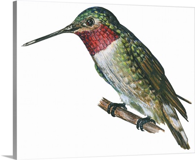 Broad-Tailed Hummingbird (Selasphorus Platycercus) Illustration