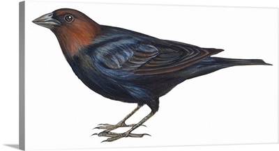Brown-Headed Cowbird (Molothrus Ater) Illustration