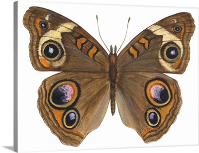 Buckeye Butterfly (Precis Lavinia)