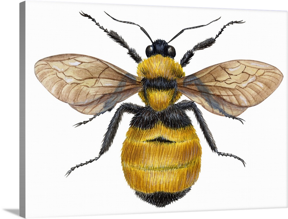 Bumblebee (Bombus Pennsylvanicus)