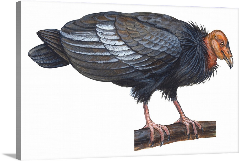 Educational illustration of the California condor.