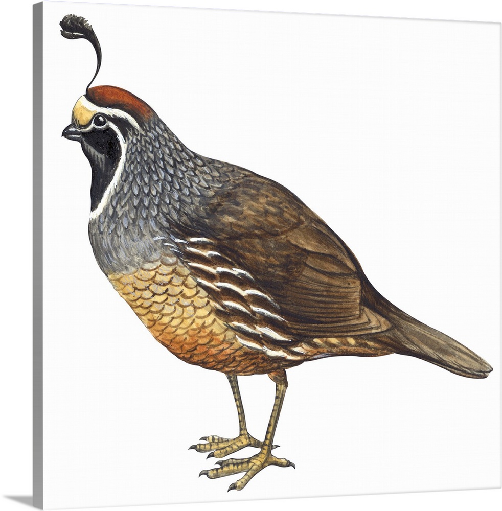 Educational illustration of the California quail.