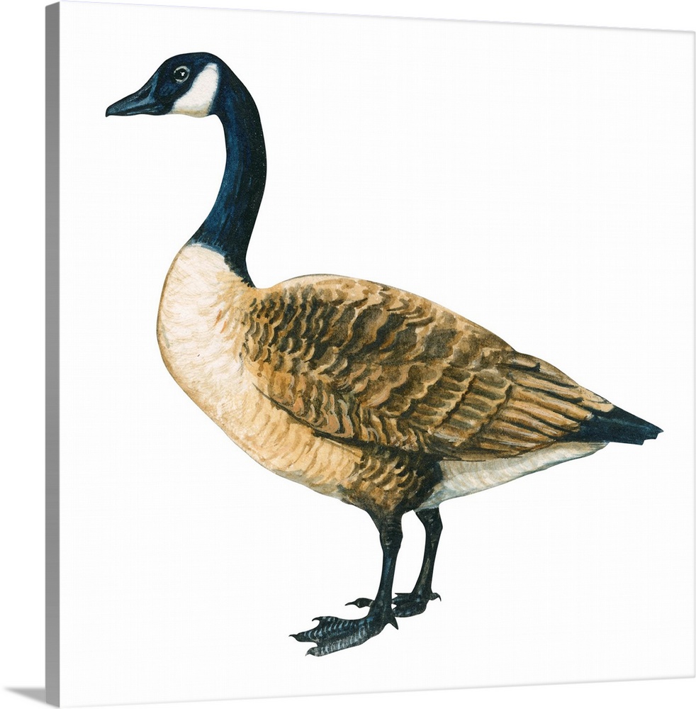 Educational illustration of the Canada goose.
