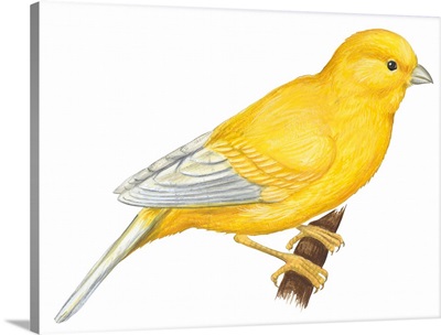 Canary (Serinus Canaria) Illustration