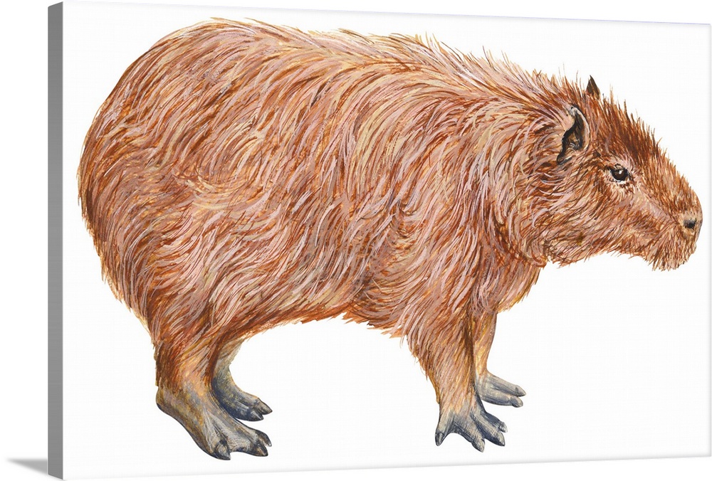 Prints of Digital illustration of Capybara (Hydrochoerus