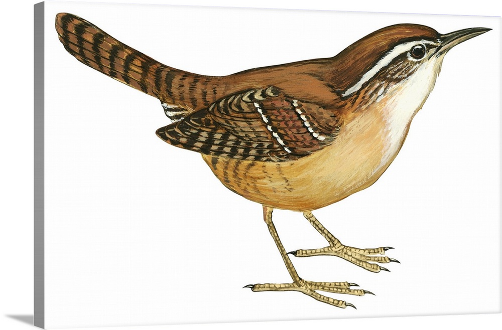 Educational illustration of the Carolina wren.