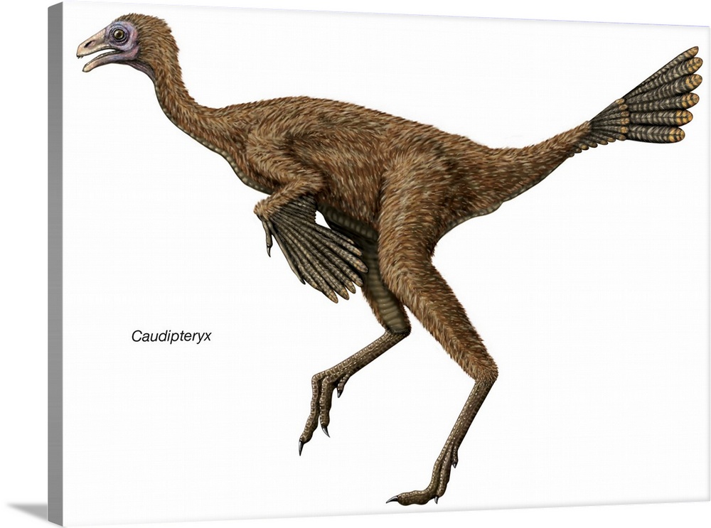 An illustration from Encyclopaedia Britannica of the dinosaur Caudipteryx.
