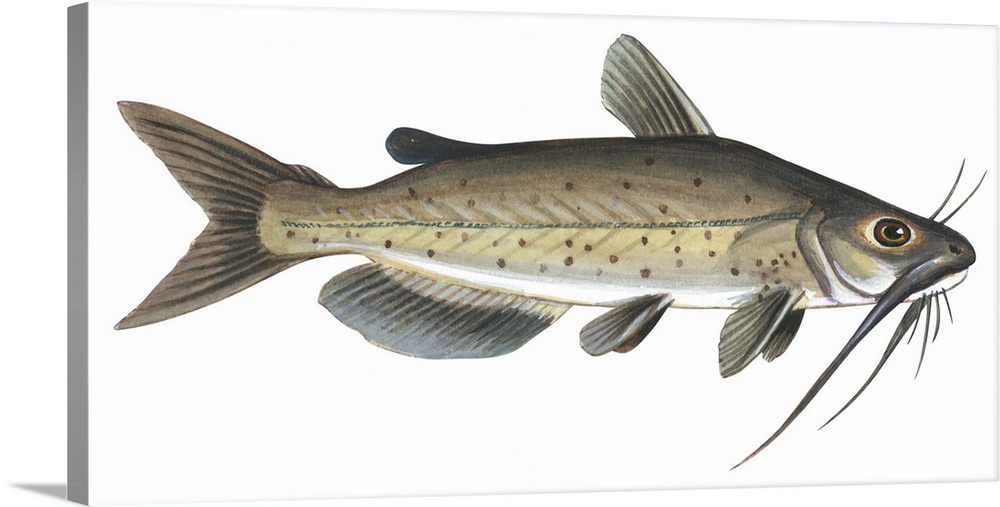 Channel Catfish (Ictalurus Punctatus) Solid-Faced Canvas Print