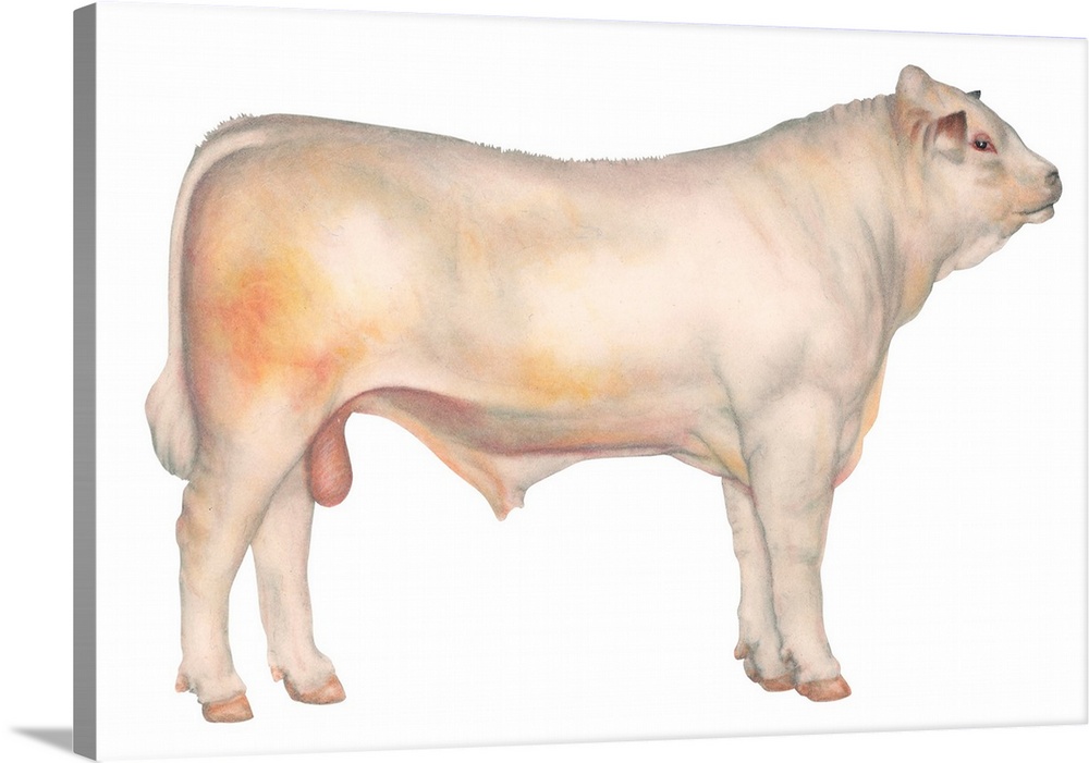 Charolais Bull, Beef Cattle