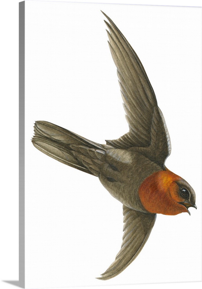 Educational illustration of the chestnut-collared swift.