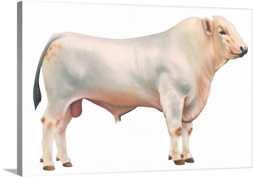 Chianini Bull, Beef Cattle