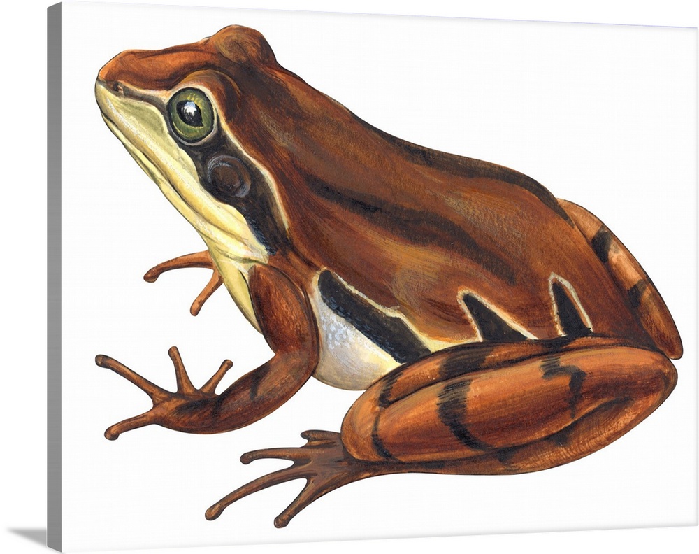 Educational illustration of the chorus frog.