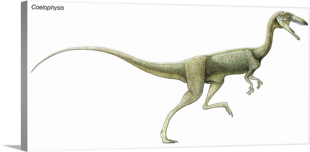 An illustration from Encyclopaedia Britannica of the dinosaur Coelophysis.