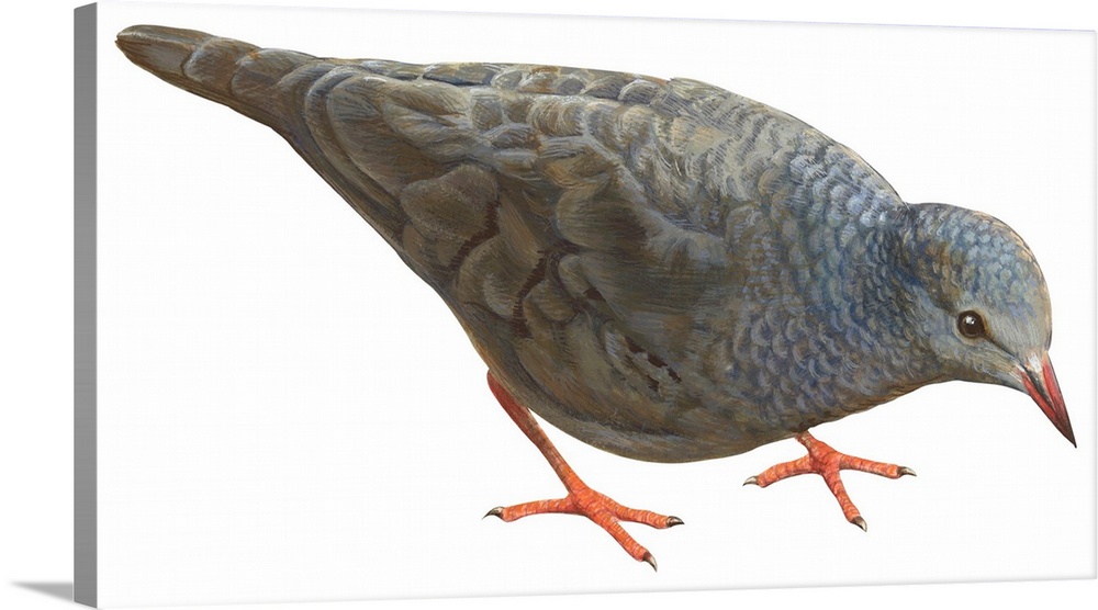 Educational illustration of the common ground dove.