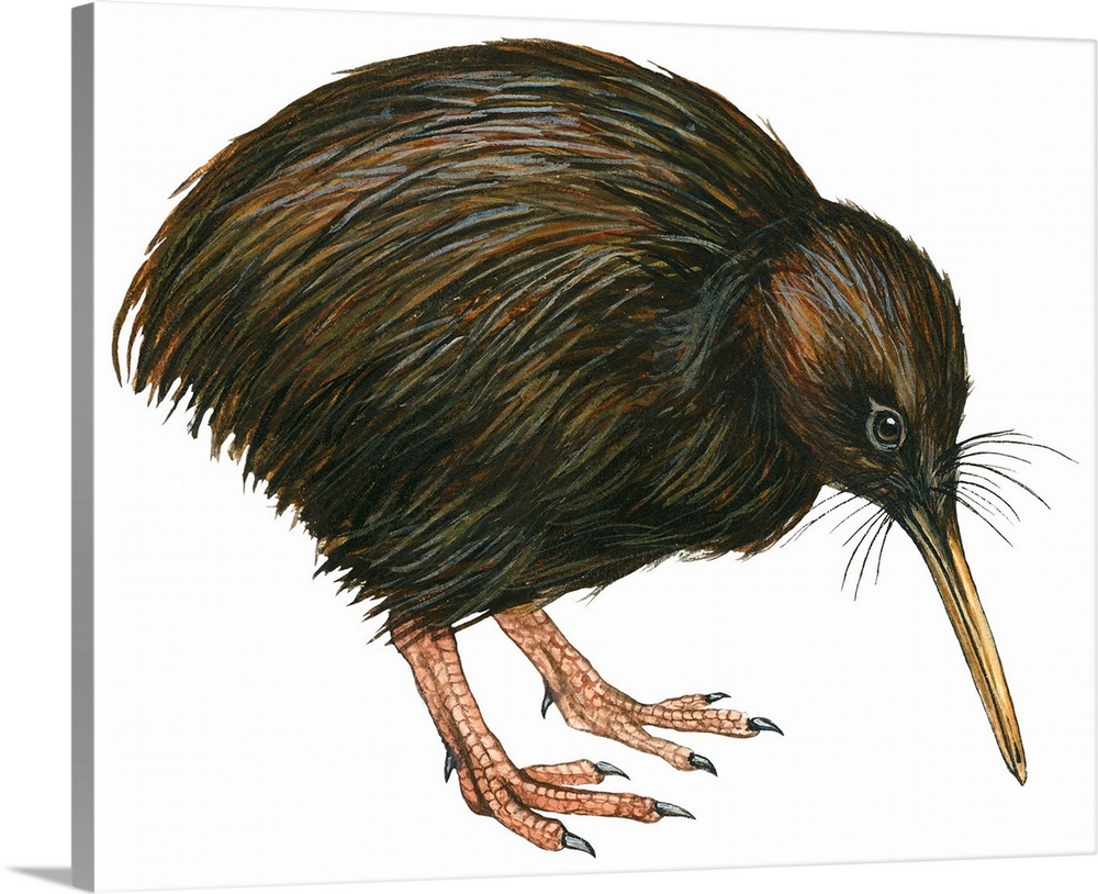 Educational illustration of the common kiwi.