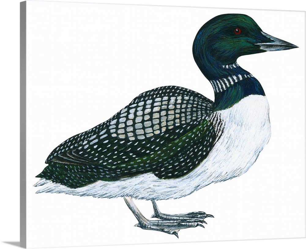 Educational illustration of the common loon.