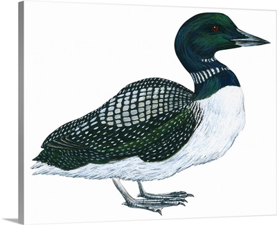 Common Loon (Gavia Immer) Illustration