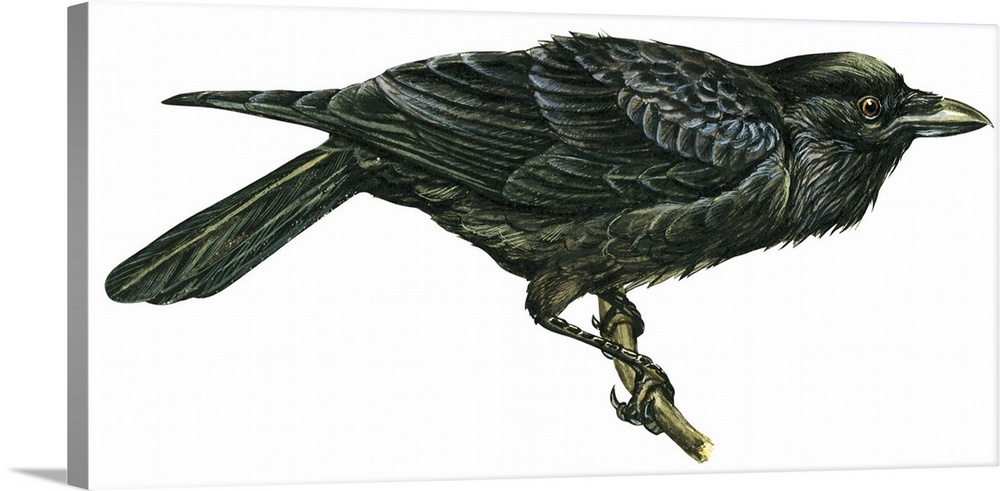 Educational illustration of the common raven.