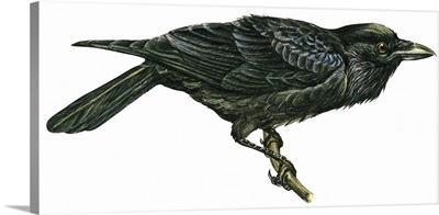 Common Raven (Corvus Corax) Illustration