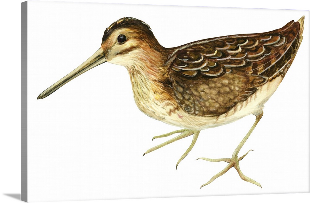 Educational illustration of the common snipe.