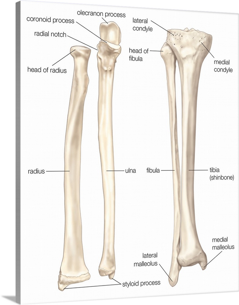 Comparison of bones of forearm and lower leg - anterior view. skeletal system