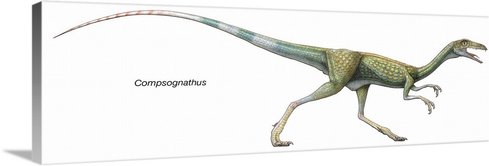 An illustration from Encyclopaedia Britannica of the dinosaur Compsognathus.