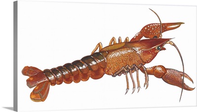 Crayfish (Cambarus Bartonii) Illustration