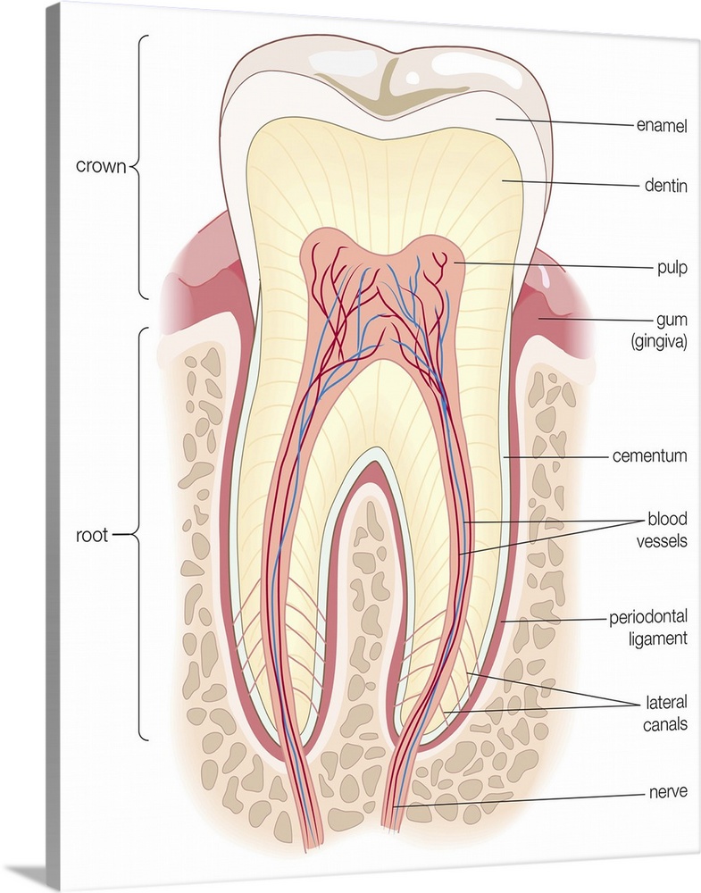 Cross section of an adult molar. dentistry, tooth, teeth