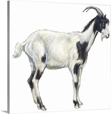 Domestic Goat (Capra Hircus)
