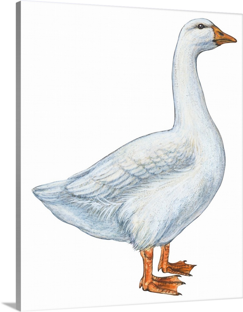 Educational illustration of the domestic goose.