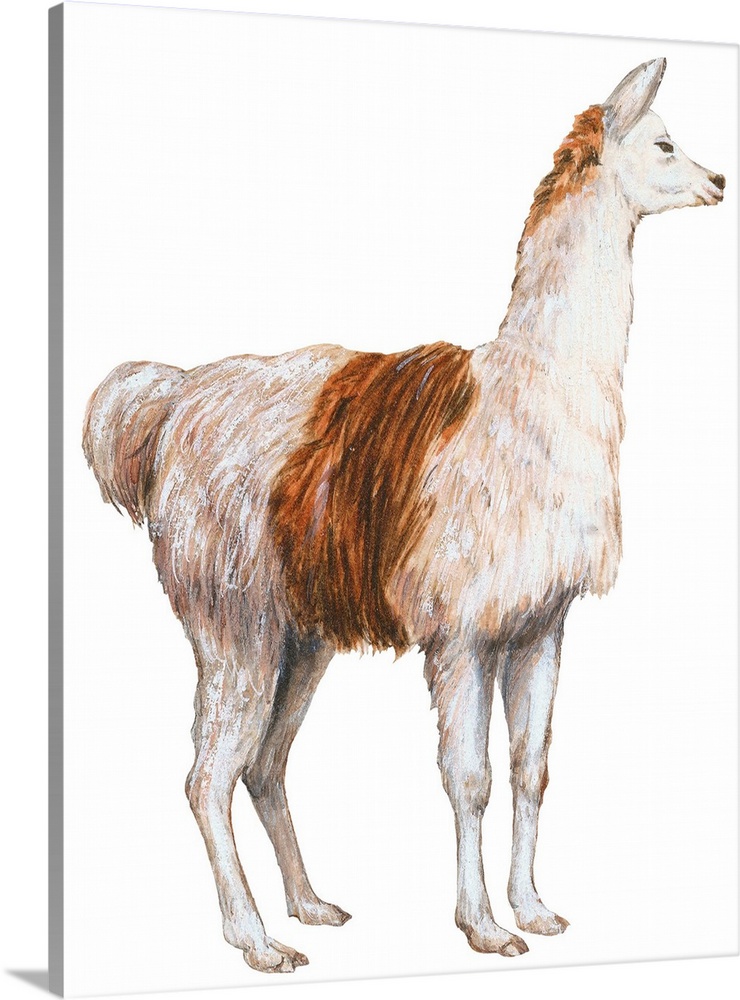Domestic Llama (Lama Glama)