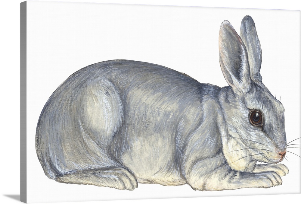 Domestic Rabbit (Oryctolagus Cuniculus)