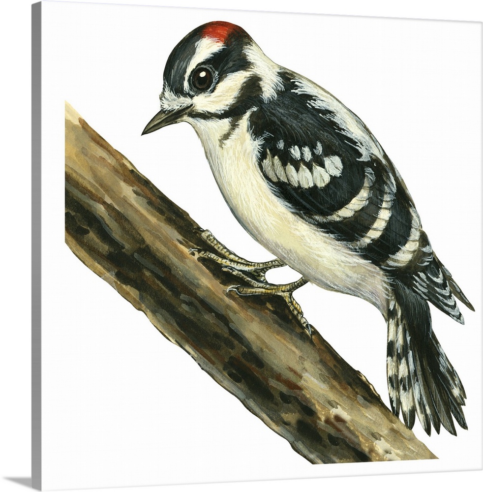 Educational illustration of the downy woodpecker.