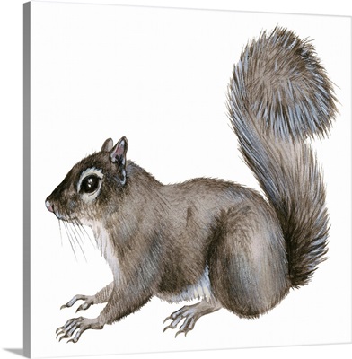 Eastern Gray Squirrel (Sciurus Carolinensis)
