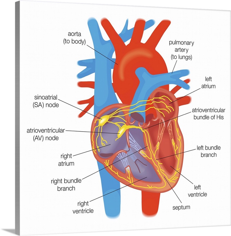 Electrical conduction in the heart controlled by pacemaker cells in the ...