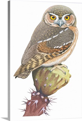 Elf Owl (Micrathene Whitneyi) Illustration