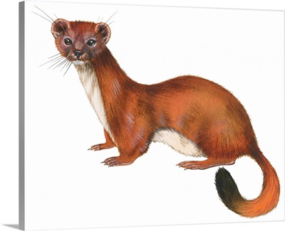 Ermine (Mustela), Weasel