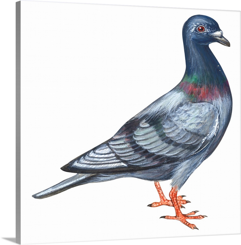 Educational illustration of the European rock dove.