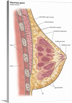 Female mammary gland. endocrine system