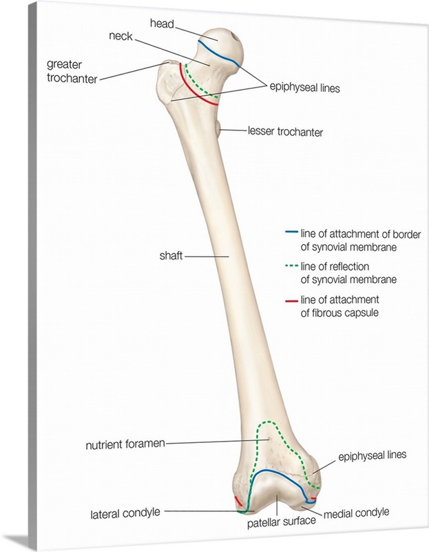 Femur - anterior view. skeletal system Wall Art, Canvas Prints, Framed ...